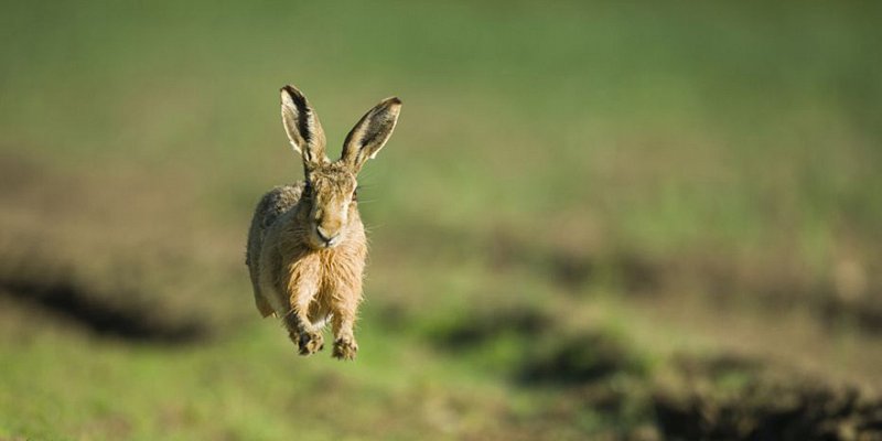 Running Wild